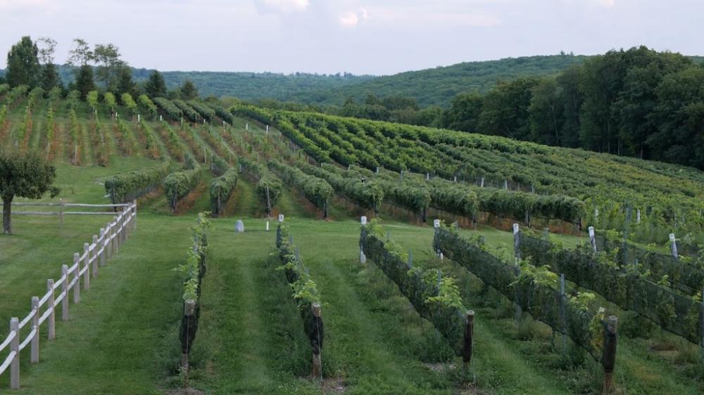 Sunset Meadow Vineyards